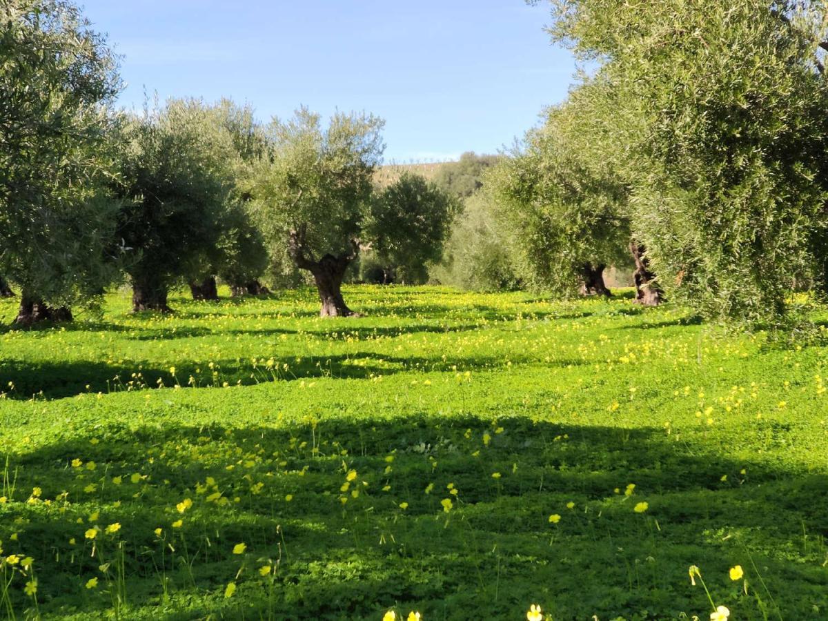 Finca Las Rosas De Santa Ana Villamartín Kültér fotó